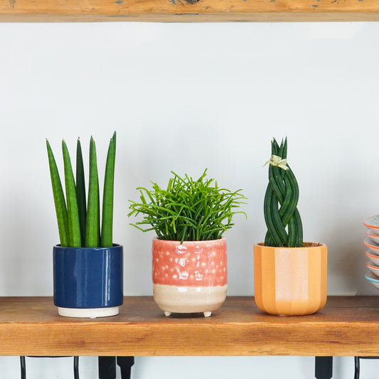 Little Plants & Bold Shapes | Plant Bundle | Living Room Plants