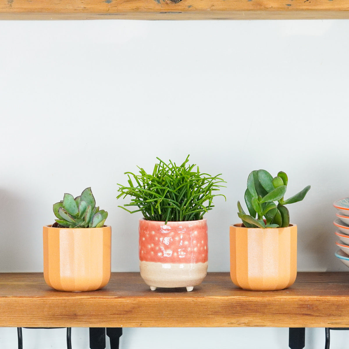 Little Cactus & Succulent Garden | Plant Bundle