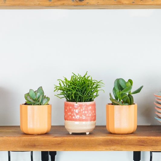 Little Cactus & Succulent Garden | Plant Bundle | Cyber Monday Indoor Plants
