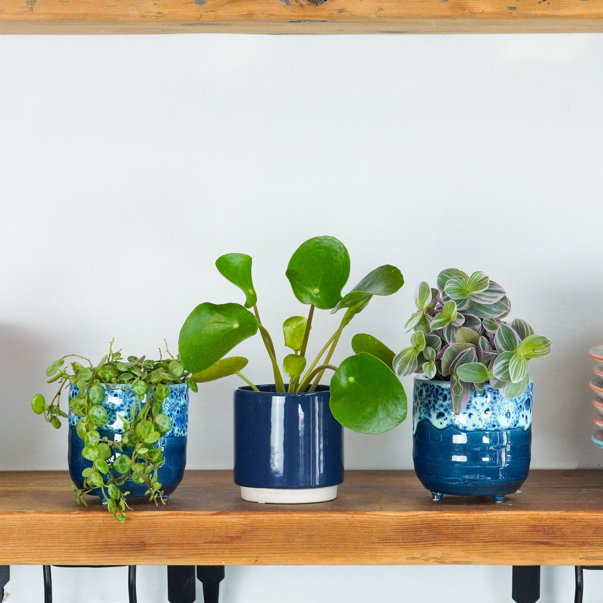 Grow Your Next Chapter Gift | Plant Bundle