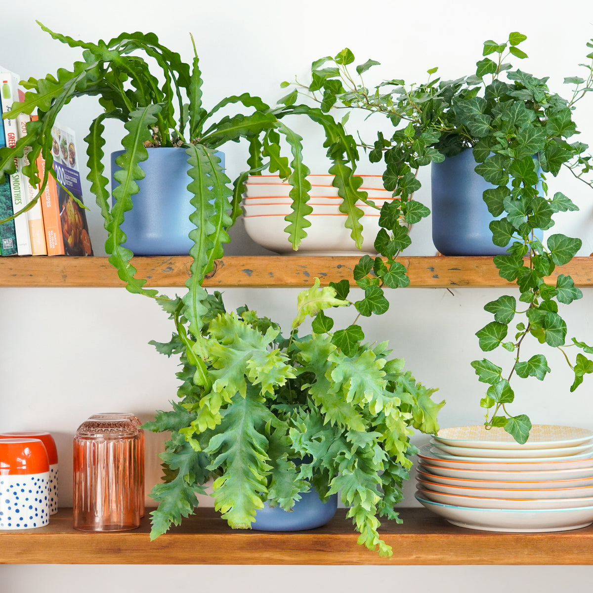 Steam-Loving Shelfie Trio | Plant Bundle