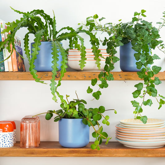 Trail & Grow Shelf Trio | Plant Bundle | Cyber Monday Indoor Plants