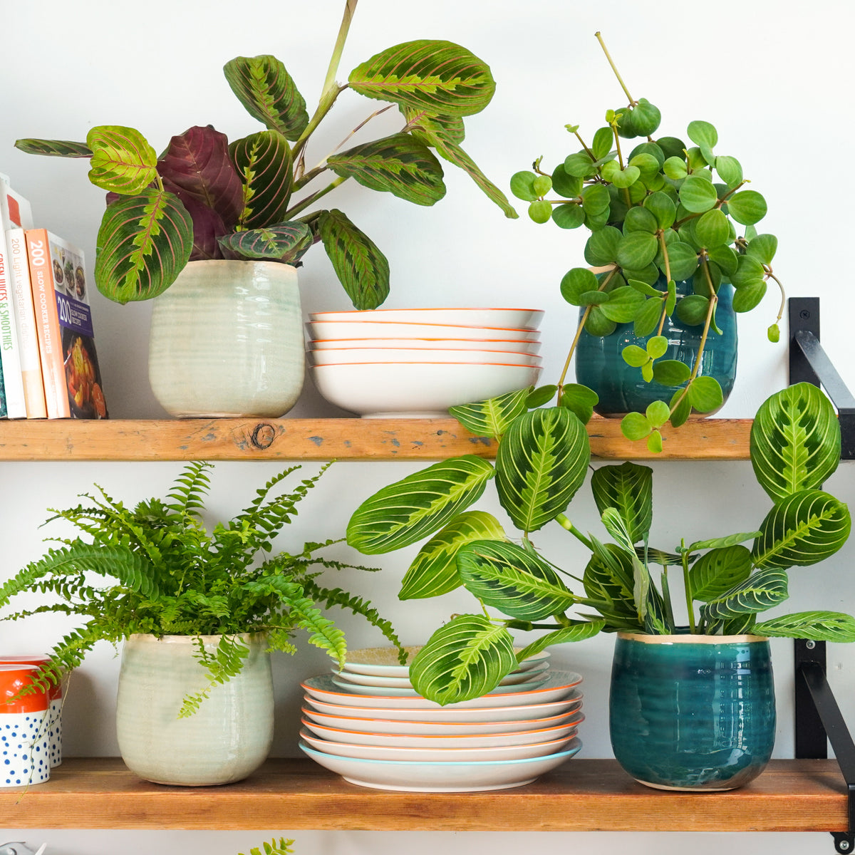 Pet Friendly Leafy Living | Plant Bundle