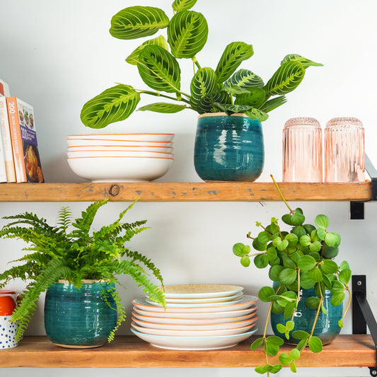 Instant Kitchen Shelf Upgrade | Plant Bundle | Indoor Fern Plants