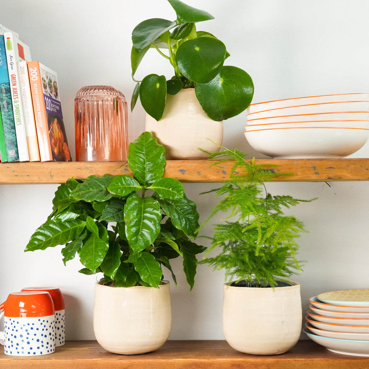 Bright & Humid Houseplant Trio | Plant Bundle