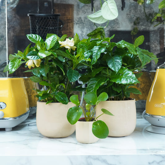 Coffee & Flowers Thinking of You Gift | Plant Bundle | Kitchen Plants