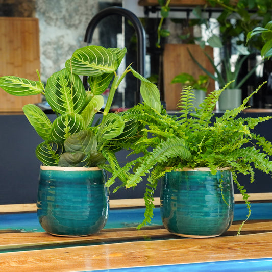 Pet-Friendly Tropical Duo | Plant Bundle | Indoor Fern Plants