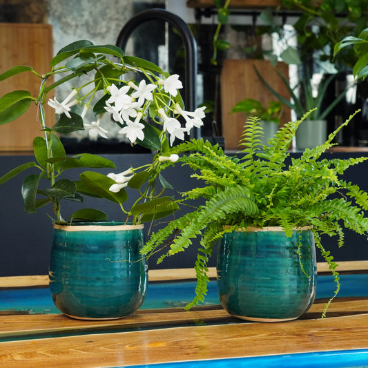 Pet-Friendly Flower & Fern Duo | Plant Bundle | Indoor Fern Plants