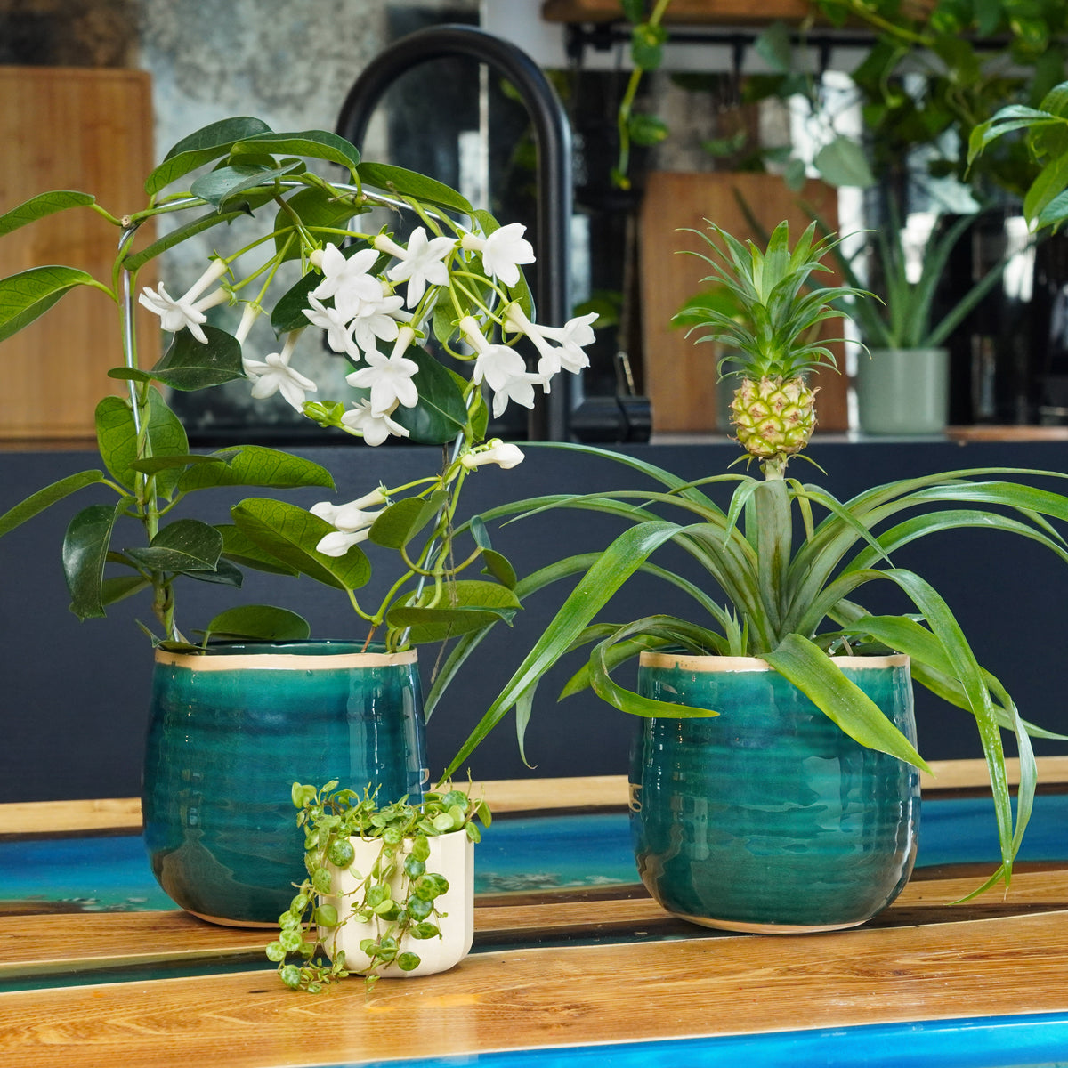 Bright Room | Plant Bundle