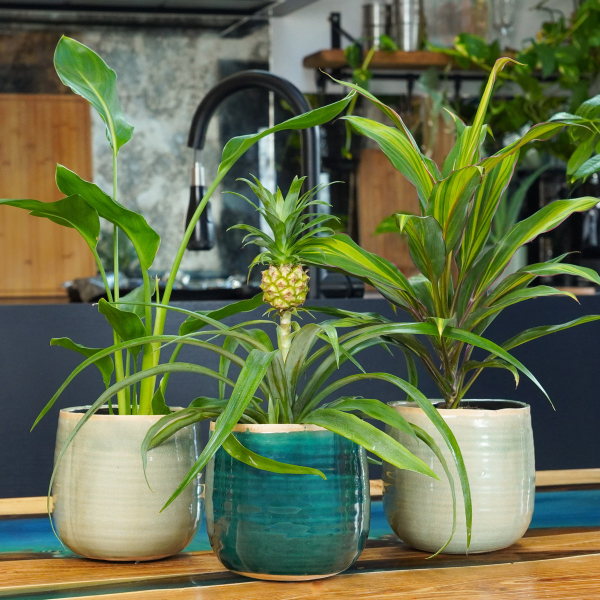 Tropical Windowsill Statement Trio | Plant Bundle