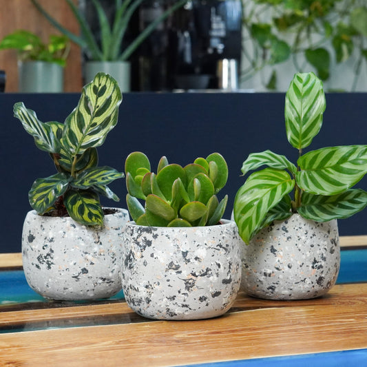 Growing Ambitions Gift Trio | Plant Bundle | 