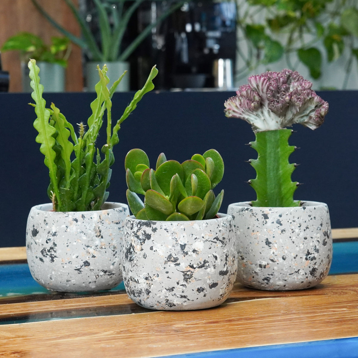 Character for Your Coffee Table | Plant Bundle