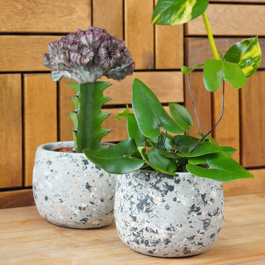 Something Different Gift Duo | Plant Bundle | Kitchen Plants