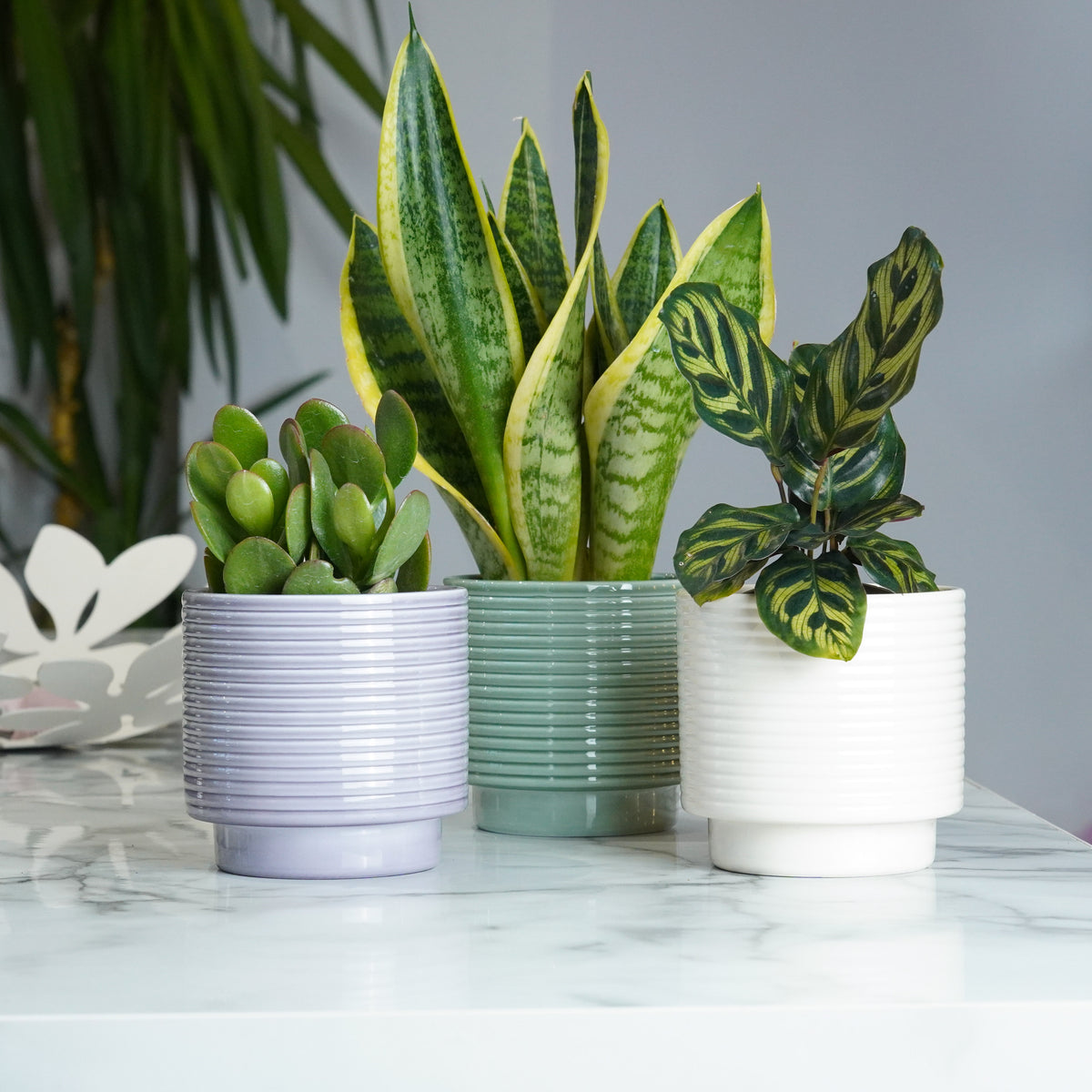 Celebrate Their Next Chapter | Plant Bundle