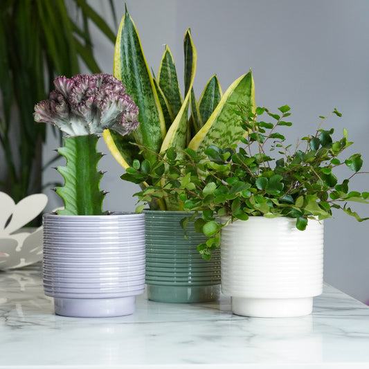 A Gift with A Little of Everything | Plant Bundle | Kitchen Plants