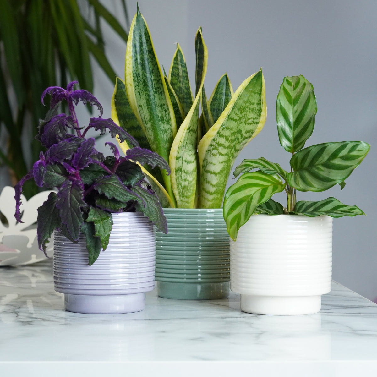 Small Space Foliage Makeover | Plant Bundle