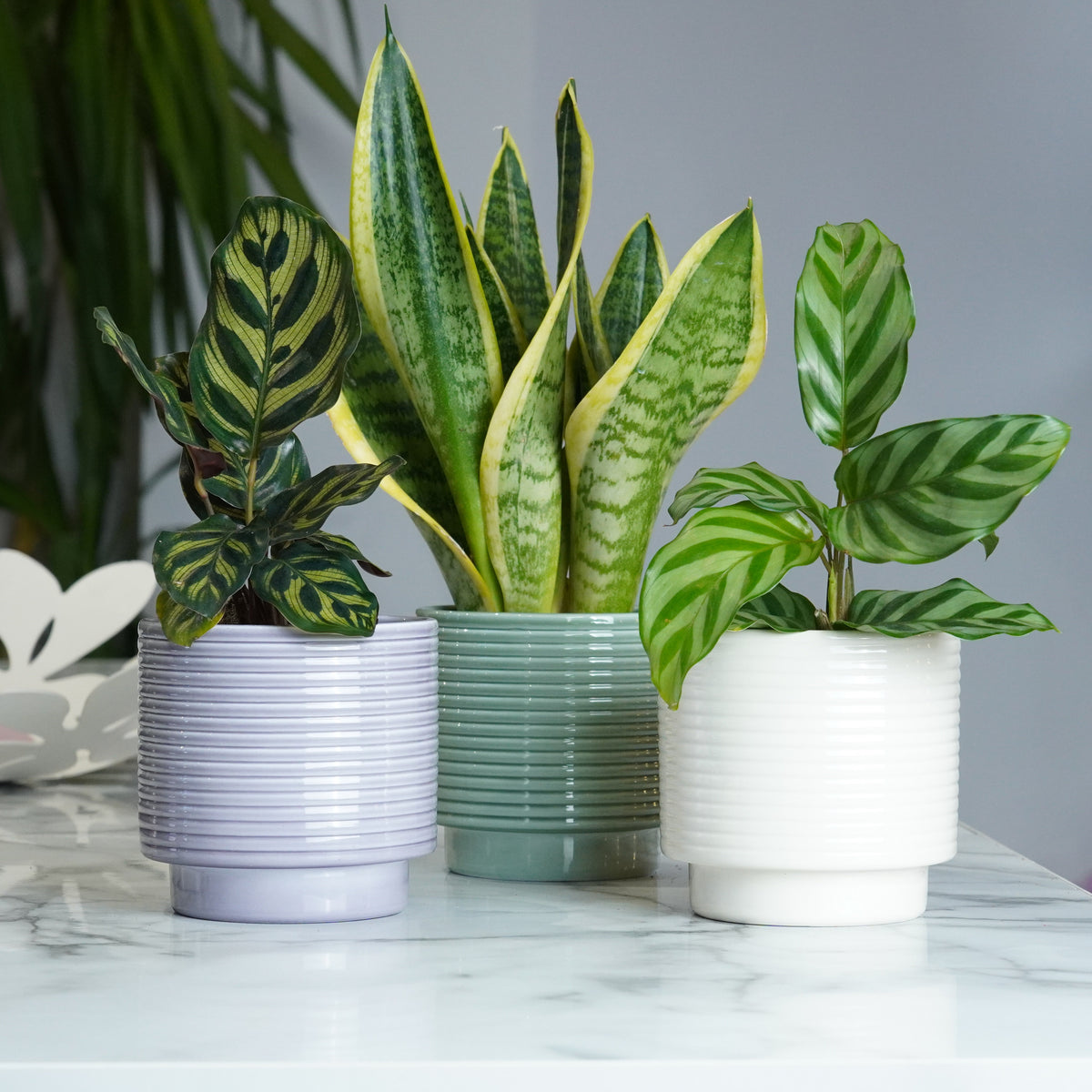Patterned Greenery for Shadier Spaces | Plant Bundle