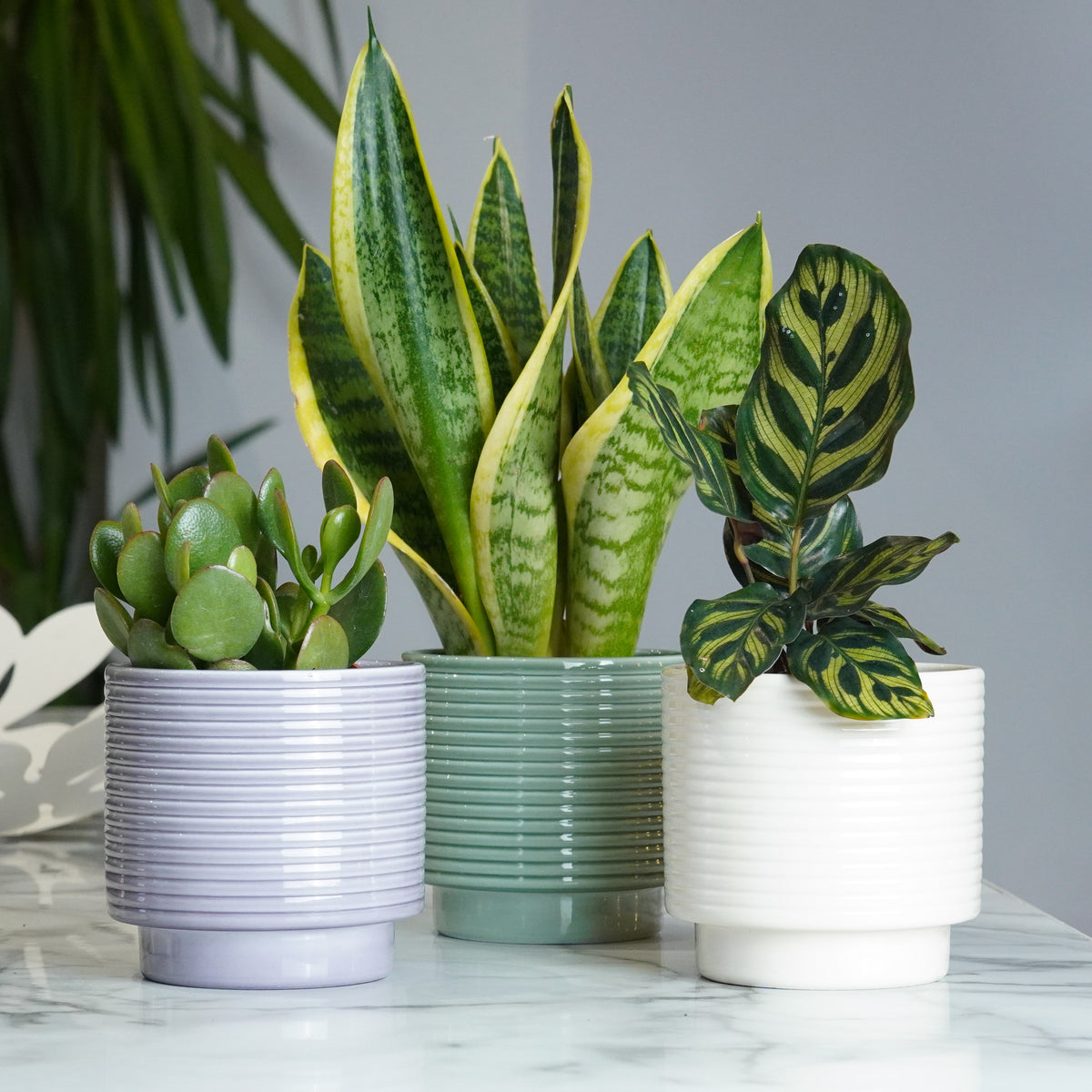 A Gift for Any Occasion | Plant Bundle
