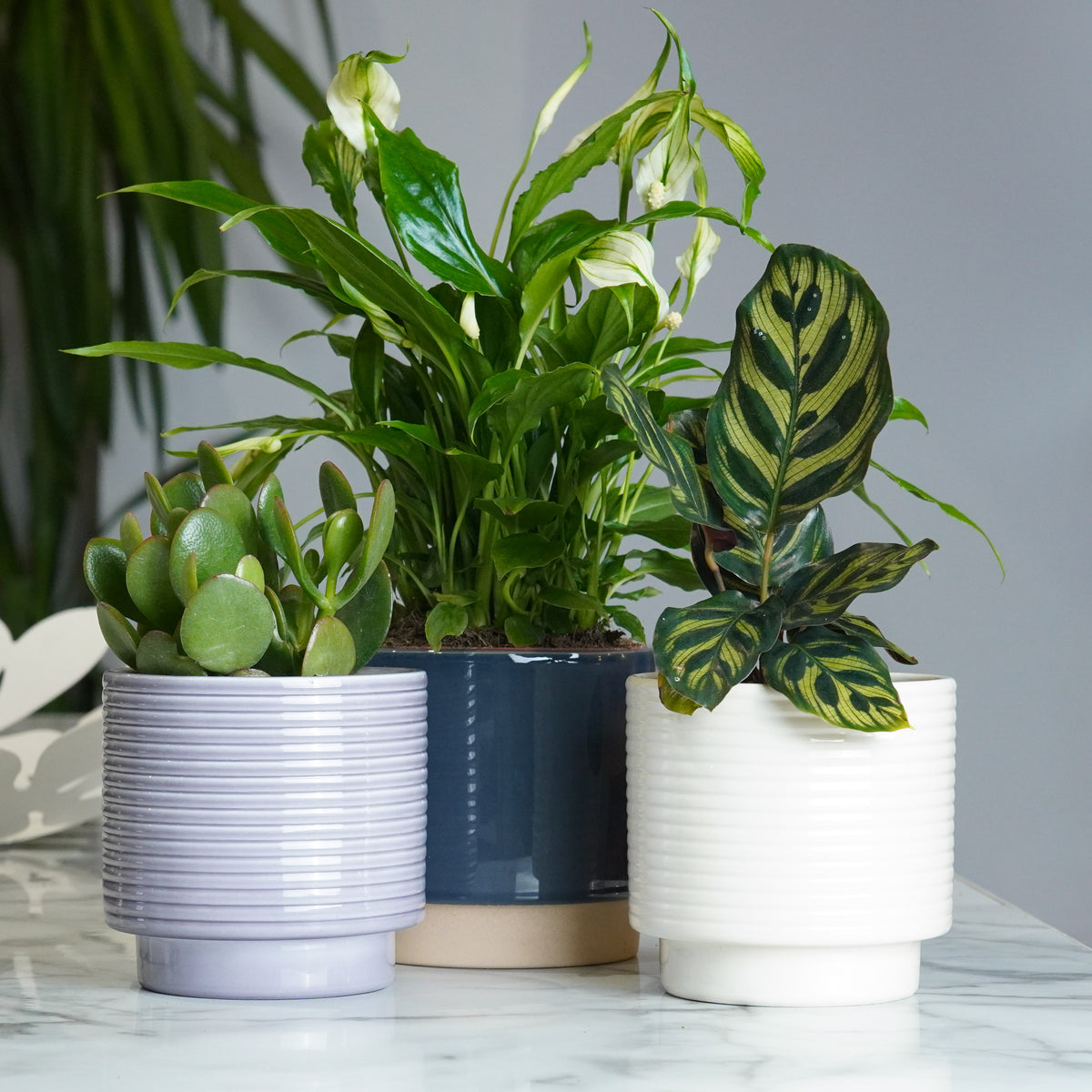 Good Things Ahead Gift | Plant Bundle