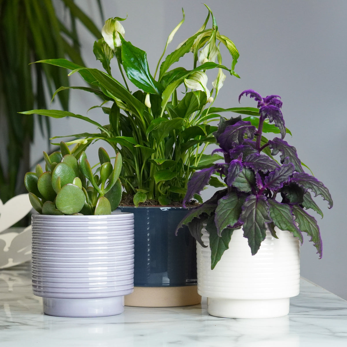 More Than Flowers Birthday Gift | Plant Bundle