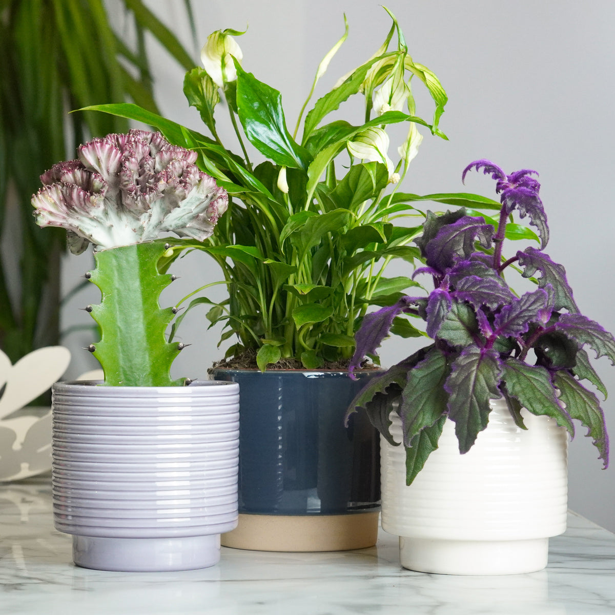 Something Different Plant Gift | Plant Bundle