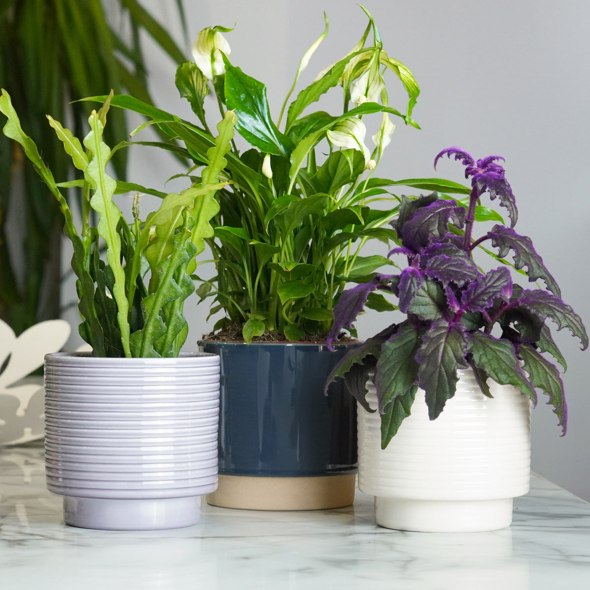 Explore More Plants Gift Trio | Plant Bundle
