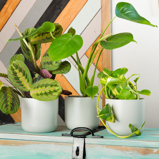 Leafy Reading Corner | Plant Bundle | Monstera Plants