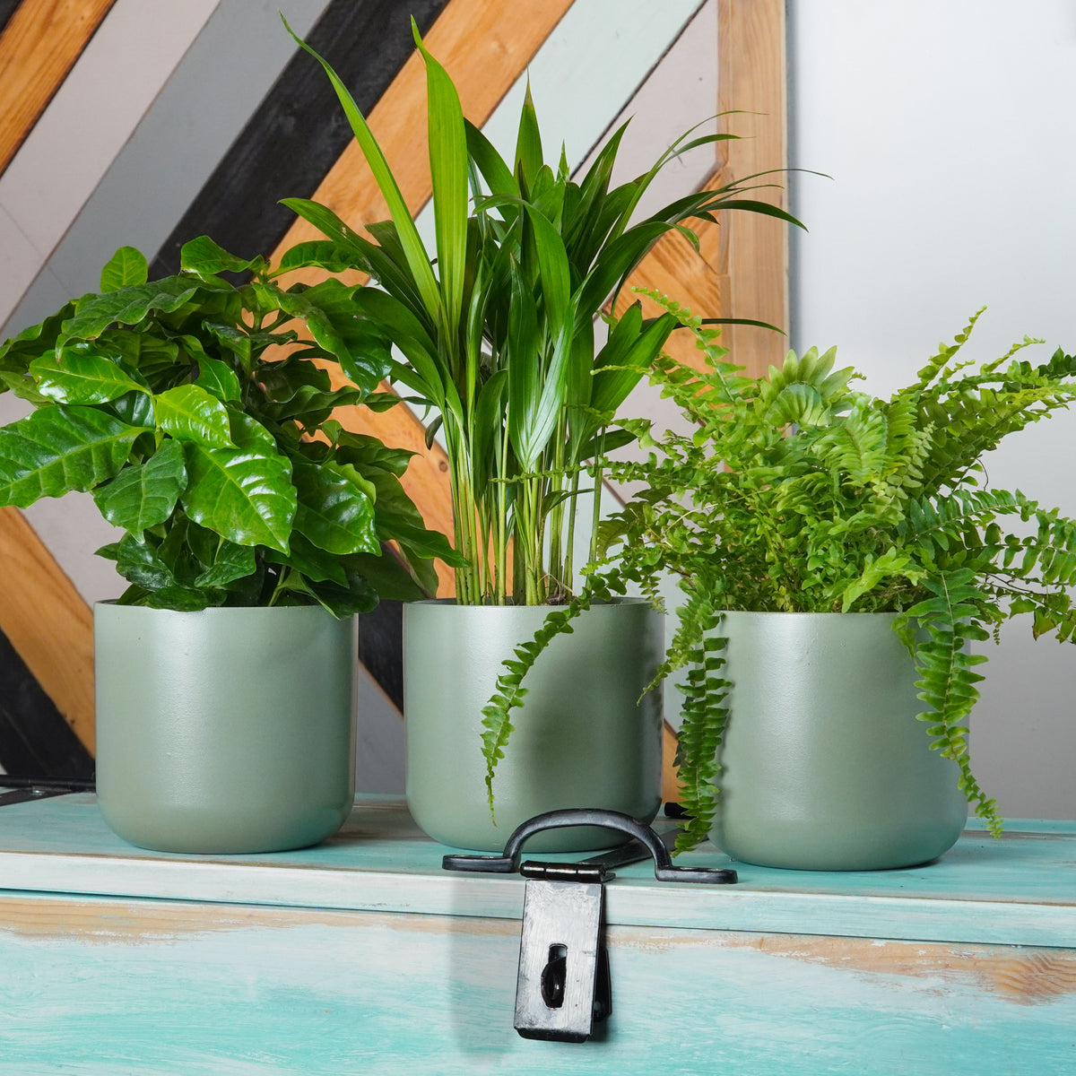 Humidity Haven | Plant Bundle