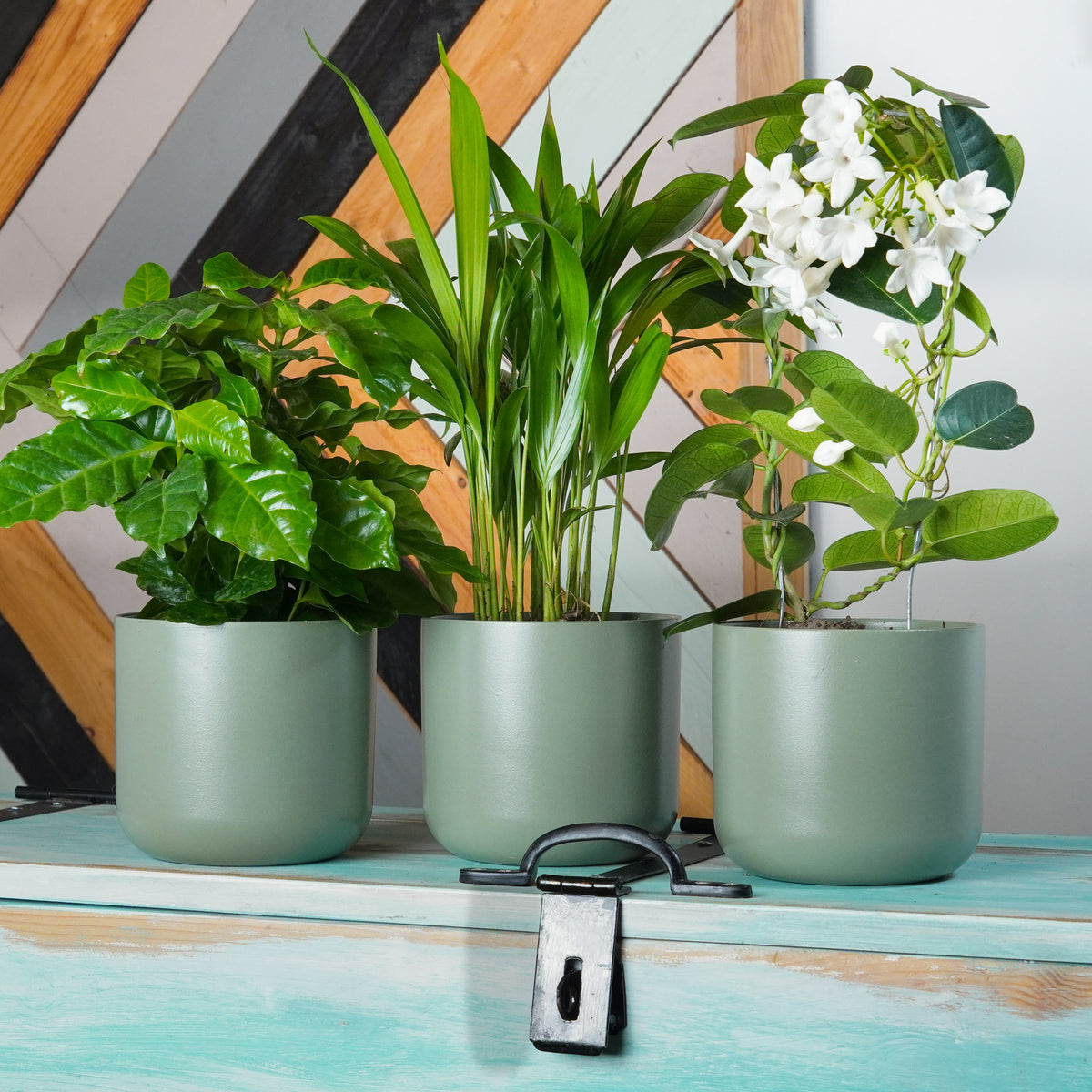 Warm Kitchen | Plant Bundle