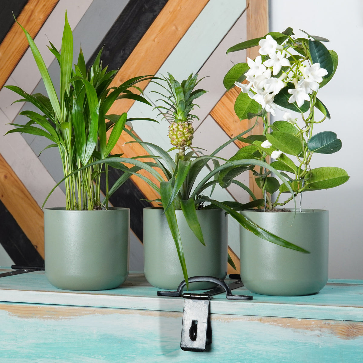 Sunny Conservatory | Plant Bundle