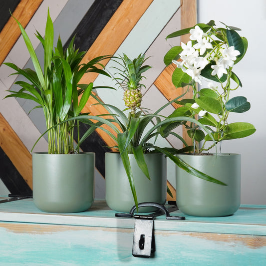 Sunny Conservatory | Plant Bundle | 