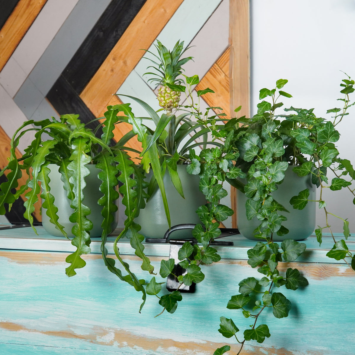 Bright Shelf Variety | Plant Bundle