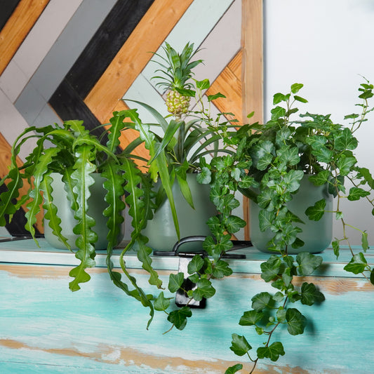 Bright Shelf Variety | Plant Bundle | 