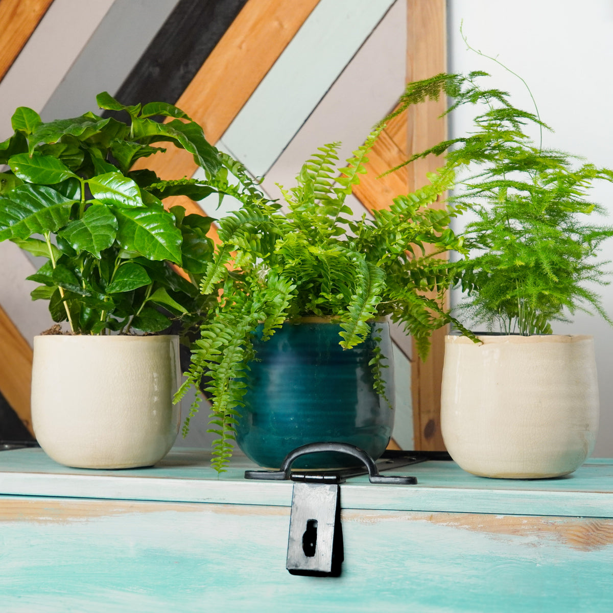 Coffee Corner Collection | Plant Bundle
