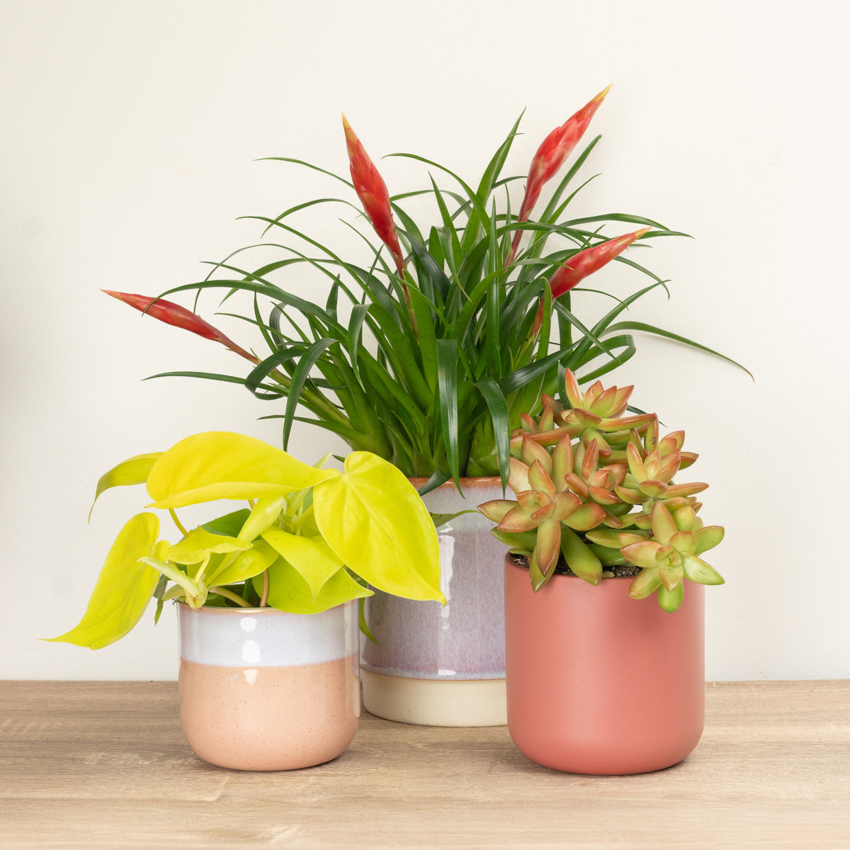 A Little Warmth, Just for You | Plant Bundle
