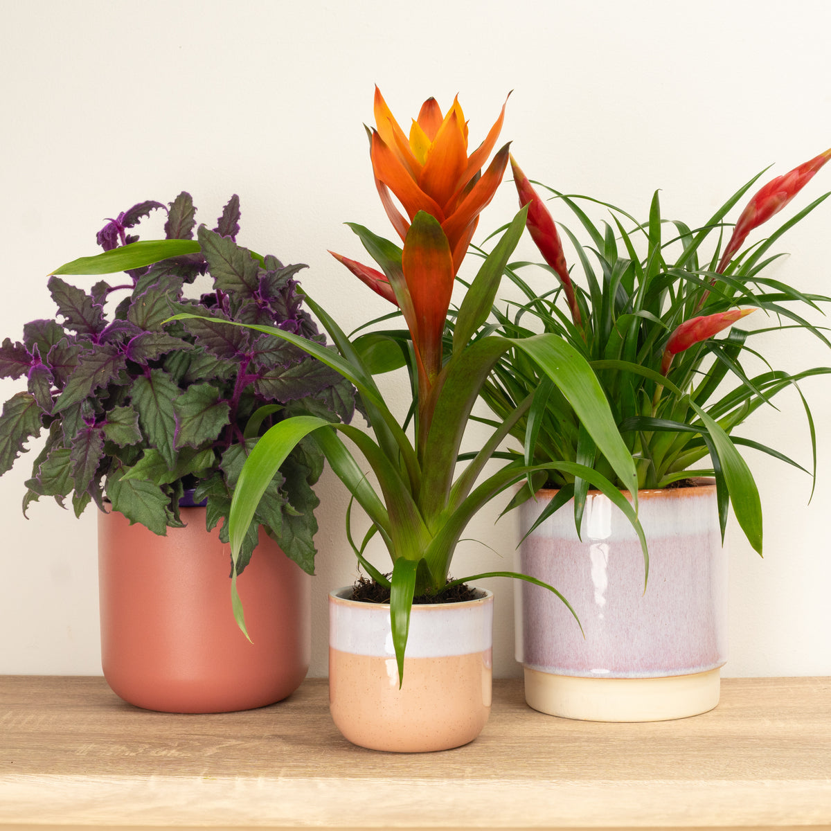 Pet Friendly Cosy Colour Trio | Plant Bundle