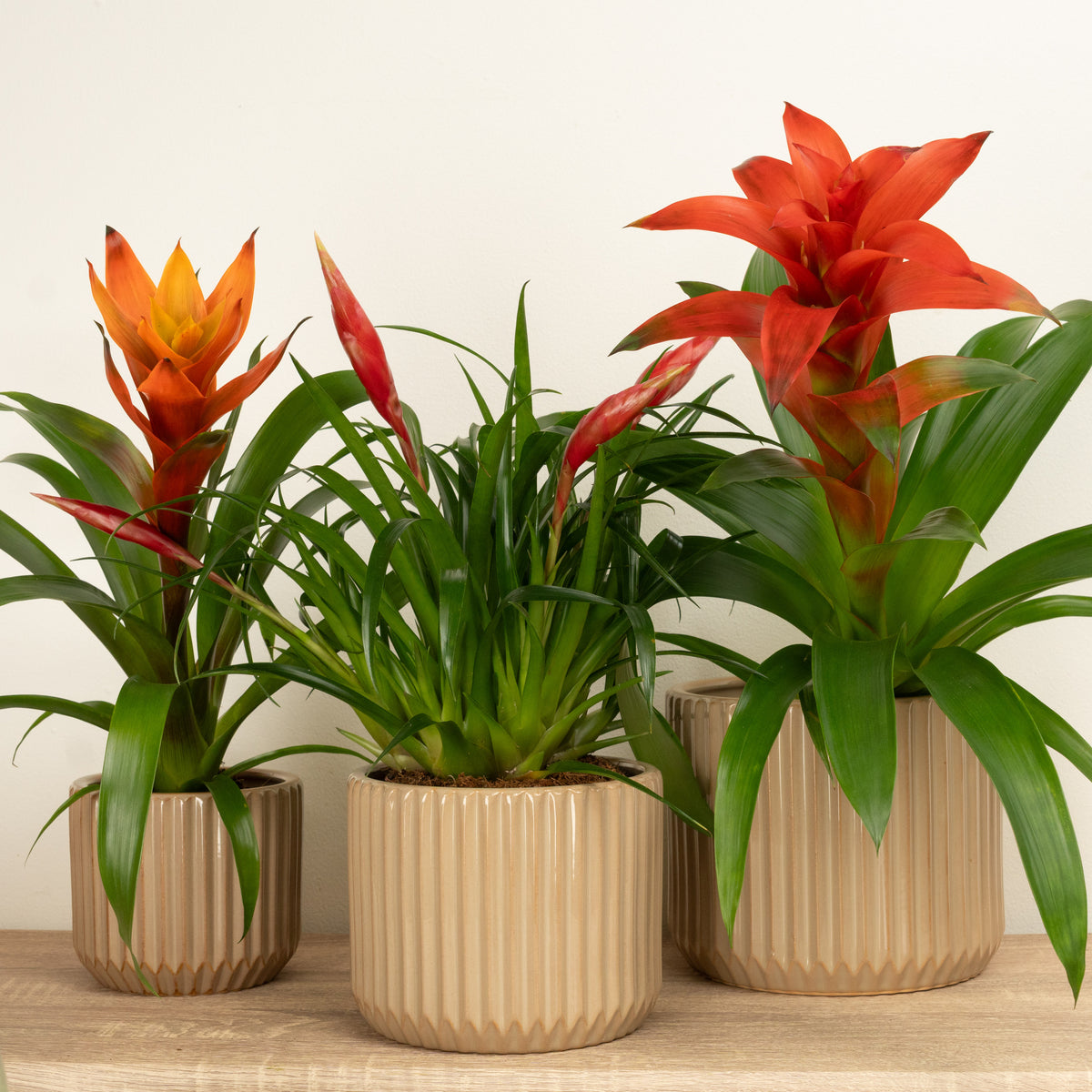 Pet Friendly Warm Wishes Gift | Plant Bundle