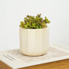 Jelly Bean Plant | Dinky