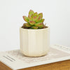 Graptoveria | Autumn