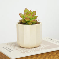 Graptoveria | Autumn