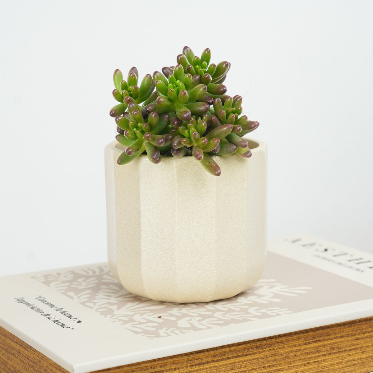 Jelly Bean Plant | Auburn