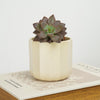 Graptoveria | Ruby