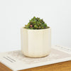 Baked Bean Plant
