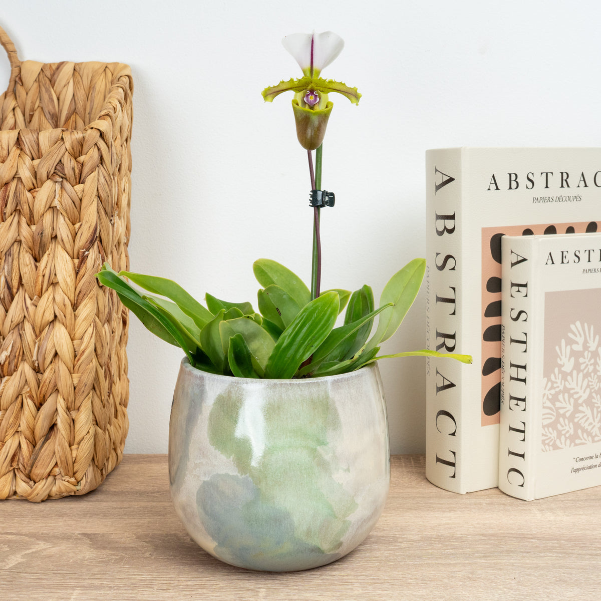 Venus Slipper Orchid | Milano