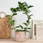 Wax Plant | Australis Blondie