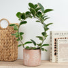 Wax Plant | Australis Blondie