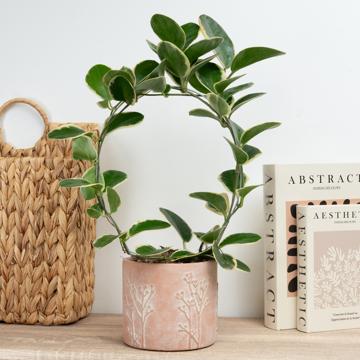Wax Plant | Australis Blondie