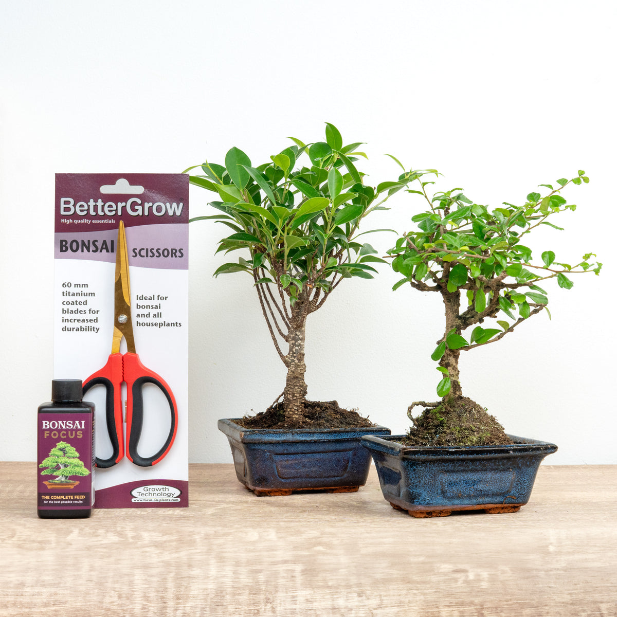 Ficus & Carmona Bonsai Grow & Shape | Plant Bundle