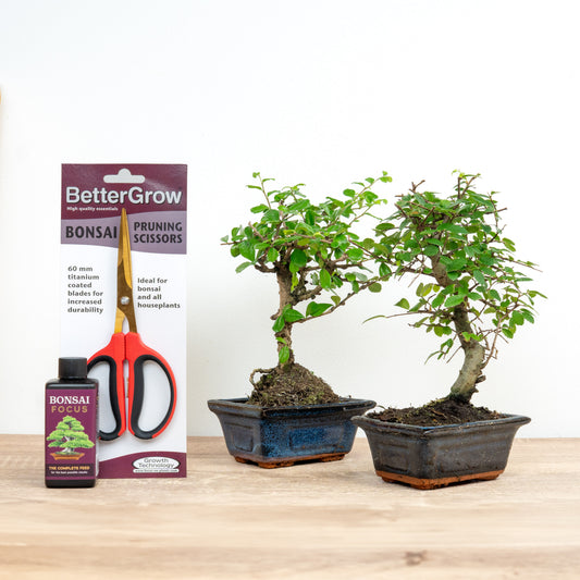 Ficus & Zelkova Bonsai Grow & Shape | Plant Bundle | Cyber Monday Indoor Plants