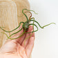 Air Plant | Bulbosa